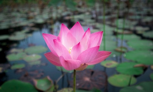 葫芦瓢学名叫啥-葫芦瓢的功效与作用网 - 葫芦瓢的功效作用与主治,葫芦瓢的功效作用与副作用