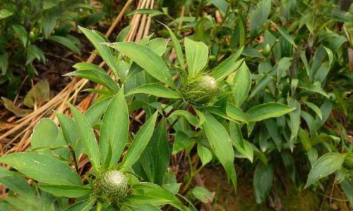 葫芦瓢的功效与作用网 - 葫芦瓢的功效作用与主治,葫芦瓢的功效作用与副作用